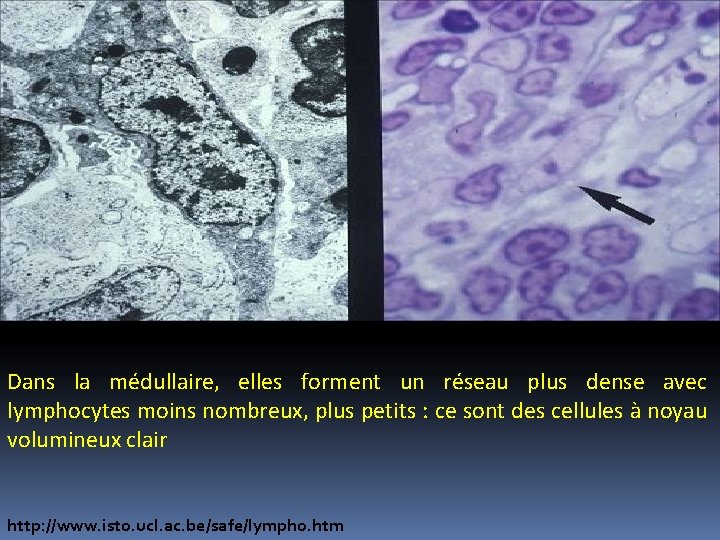 Dans la médullaire, elles forment un réseau plus dense avec lymphocytes moins nombreux, plus Dans la médullaire, elles forment un réseau plus dense avec lymphocytes moins nombreux, plus
