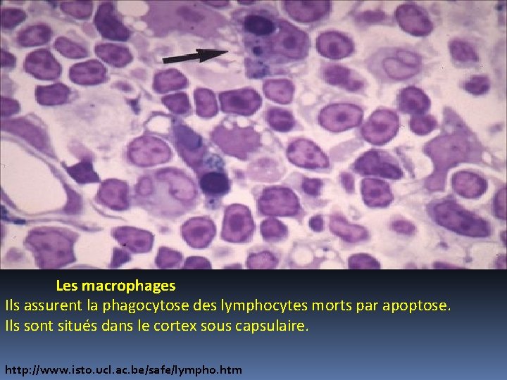 Les macrophages Ils assurent la phagocytose des lymphocytes morts par apoptose. Ils sont situés Les macrophages Ils assurent la phagocytose des lymphocytes morts par apoptose. Ils sont situés