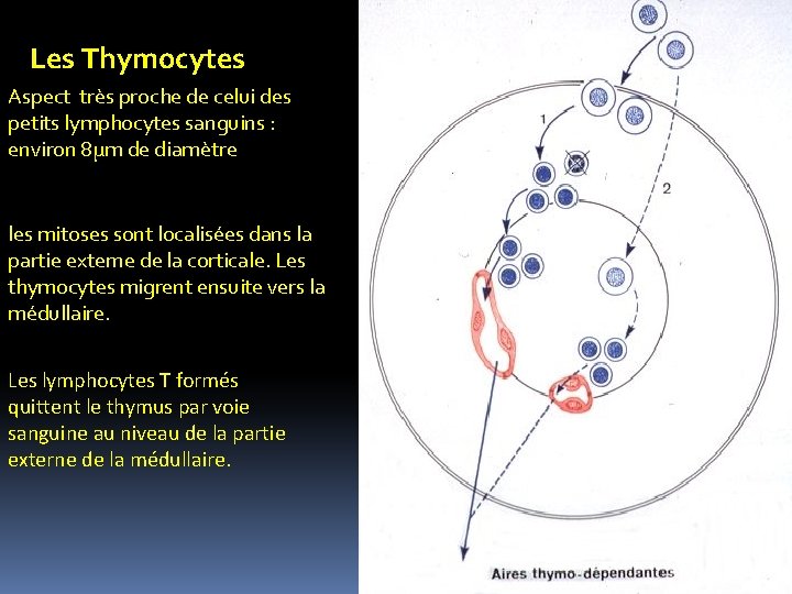 Les Thymocytes Aspect très proche de celui des petits lymphocytes sanguins : environ 8μm Les Thymocytes Aspect très proche de celui des petits lymphocytes sanguins : environ 8μm