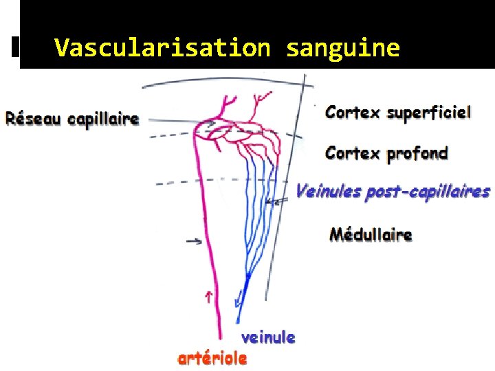Vascularisation sanguine Vascularisation sanguine