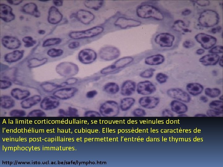 A la limite corticomédullaire, se trouvent des veinules dont l’endothélium est haut, cubique. Elles A la limite corticomédullaire, se trouvent des veinules dont l’endothélium est haut, cubique. Elles