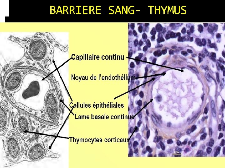 BARRIERE SANG- THYMUS BARRIERE SANG- THYMUS