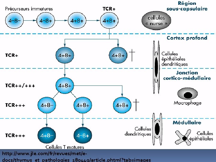 http: //www. jle. com/fr/revues/met/edocs/thymus_et_pathologies_180449/article. phtml? tab=images http: //www. jle. com/fr/revues/met/edocs/thymus_et_pathologies_180449/article. phtml? tab=images