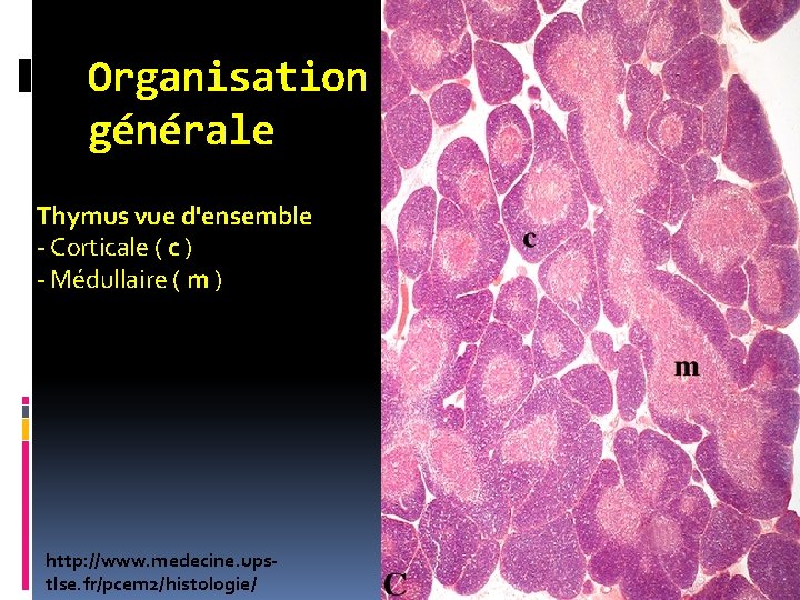 Organisation générale Thymus vue d'ensemble - Corticale ( c ) - Médullaire ( m Organisation générale Thymus vue d'ensemble - Corticale ( c ) - Médullaire ( m