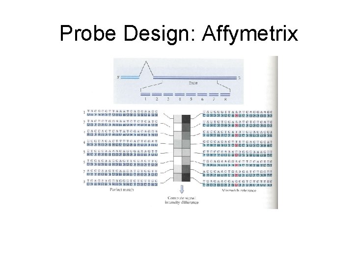 Probe Design: Affymetrix 