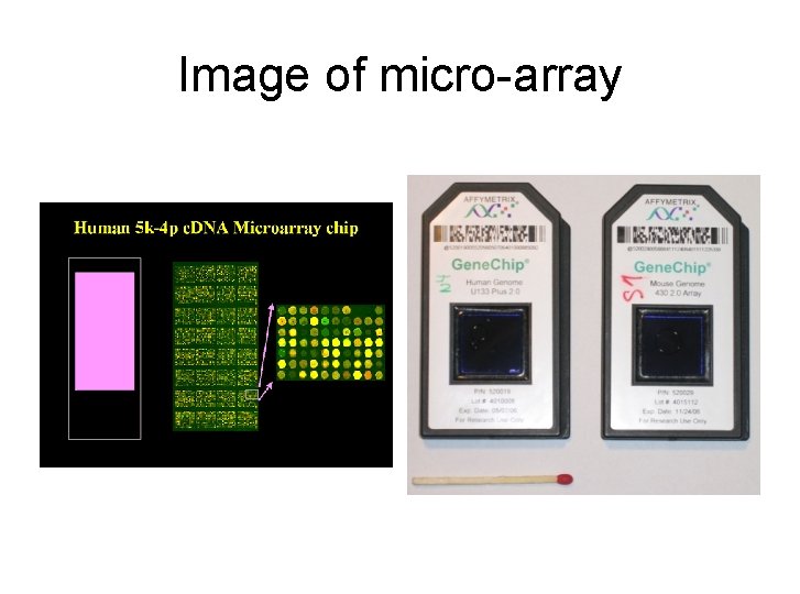 Image of micro-array 