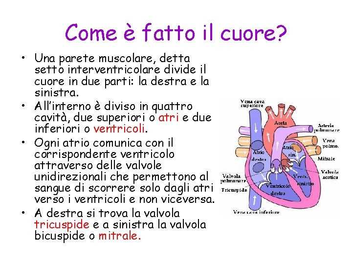Come è fatto il cuore? • Una parete muscolare, detta setto interventricolare divide il