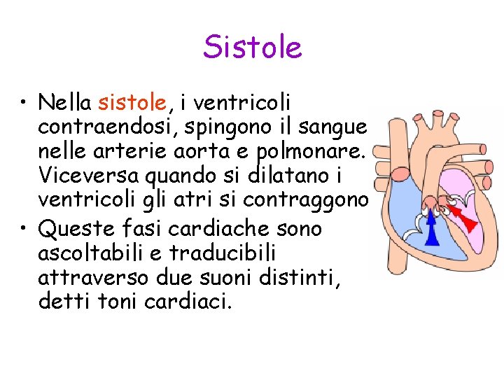 Sistole • Nella sistole, i ventricoli contraendosi, spingono il sangue nelle arterie aorta e
