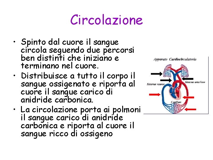 Circolazione • Spinto dal cuore il sangue circola seguendo due percorsi ben distinti che