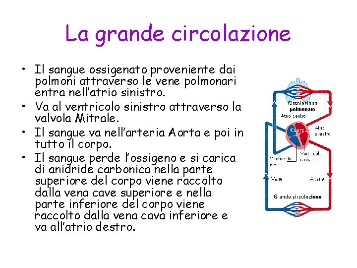 La grande circolazione • Il sangue ossigenato proveniente dai polmoni attraverso le vene polmonari