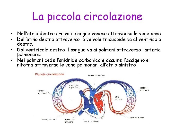 La piccola circolazione • Nell’atrio destro arriva il sangue venoso attraverso le vene cave.