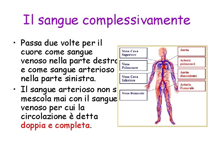 Il sangue complessivamente • Passa due volte per il cuore come sangue venoso nella