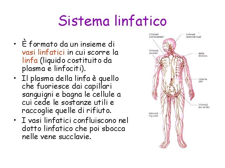 Sistema linfatico • È formato da un insieme di vasi linfatici in cui scorre