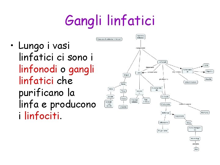 Gangli linfatici • Lungo i vasi linfatici ci sono i linfonodi o gangli linfatici