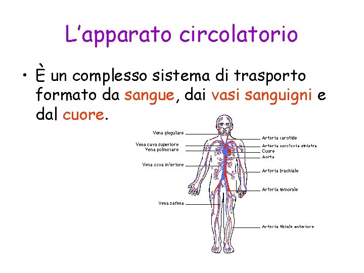 L’apparato circolatorio • È un complesso sistema di trasporto formato da sangue, dai vasi