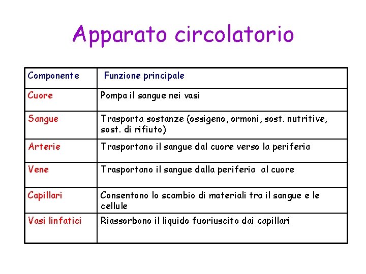 Apparato circolatorio Componente Funzione principale Cuore Pompa il sangue nei vasi Sangue Trasporta sostanze