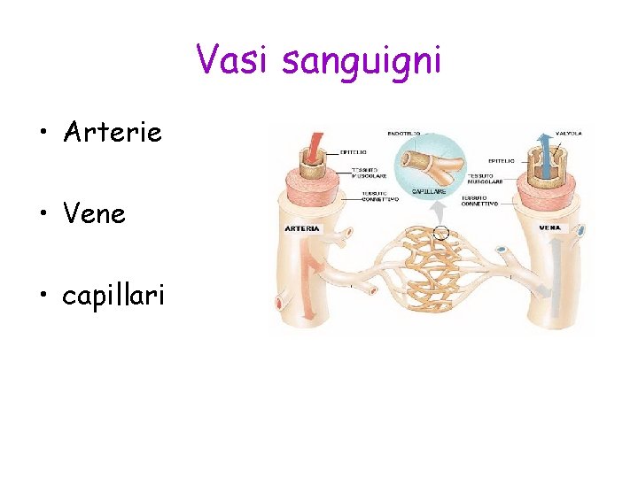 Vasi sanguigni • Arterie • Vene • capillari 