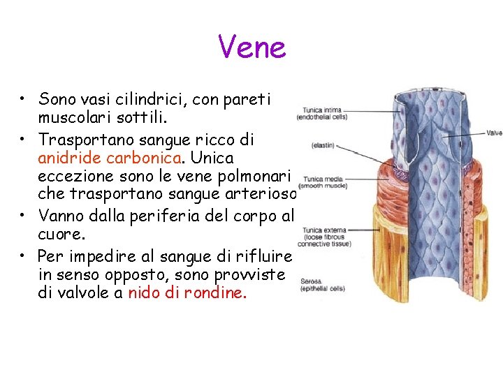 Vene • Sono vasi cilindrici, con pareti muscolari sottili. • Trasportano sangue ricco di
