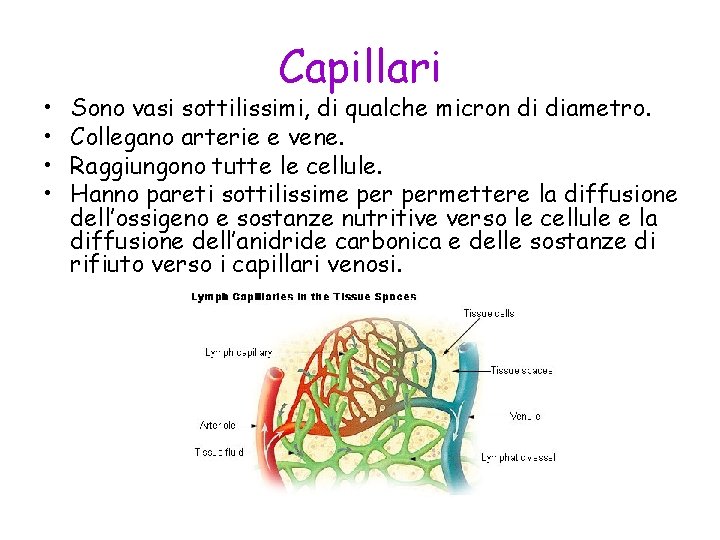  • • Capillari Sono vasi sottilissimi, di qualche micron di diametro. Collegano arterie