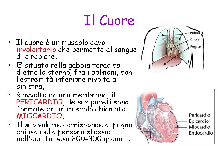 Il Cuore • Il cuore è un muscolo cavo involontario che permette al sangue