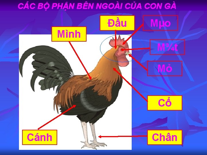 CÁC BỘ PHẬN BÊN NGOÀI CỦA CON GÀ Mình Đầu Mµo M¾t Mỏ Cổ