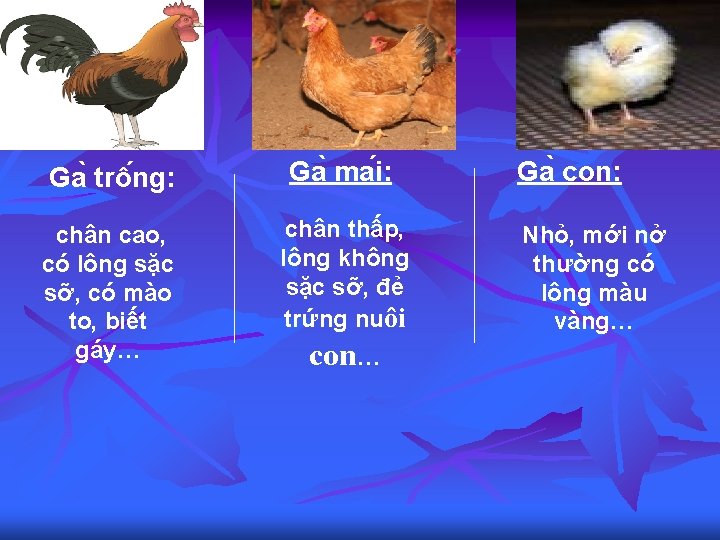 Ga trô ng: Ga ma i: chân cao, có lông sặc sỡ, có mào