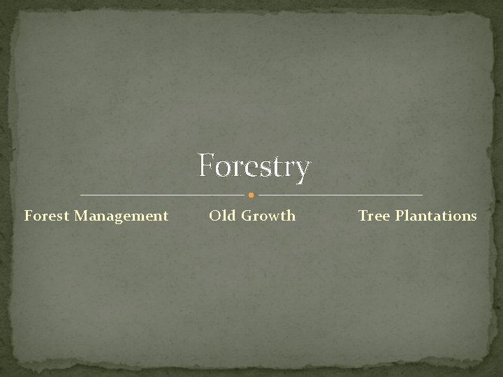 Forestry Forest Management Old Growth Tree Plantations 