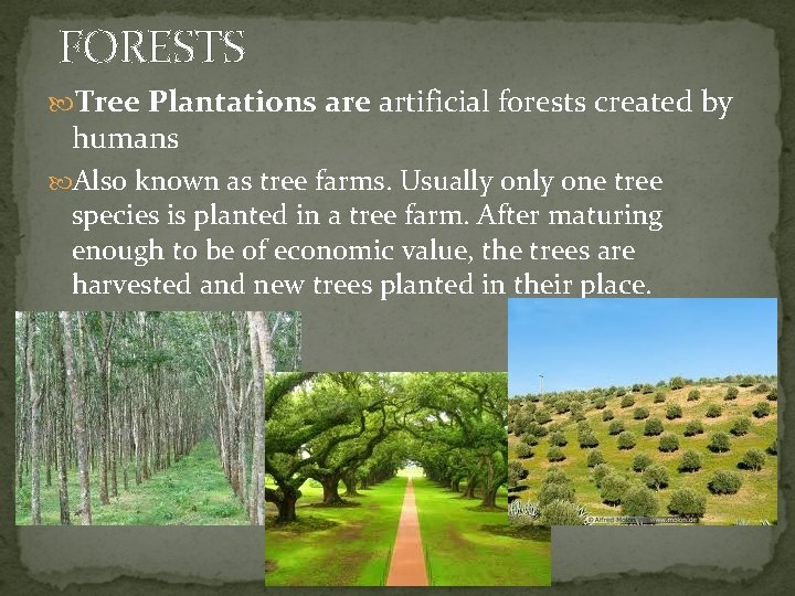FORESTS Tree Plantations are artificial forests created by humans Also known as tree farms.
