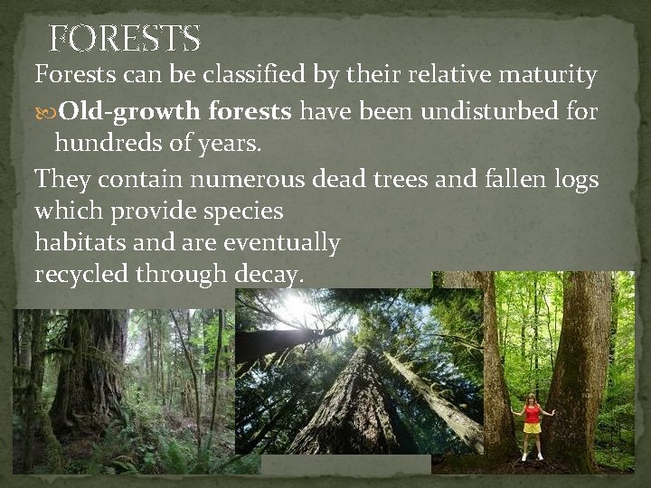 FORESTS Forests can be classified by their relative maturity Old-growth forests have been undisturbed