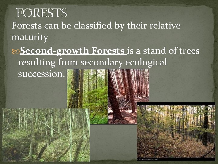 FORESTS Forests can be classified by their relative maturity Second-growth Forests is a stand