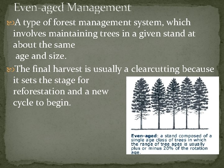 Even-aged Management A type of forest management system, which involves maintaining trees in a