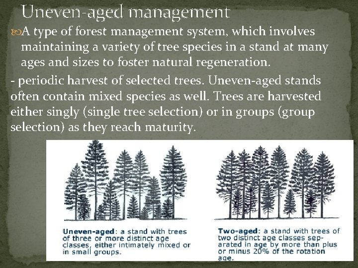 Uneven-aged management A type of forest management system, which involves maintaining a variety of