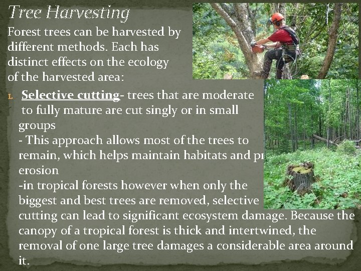 Tree Harvesting Forest trees can be harvested by different methods. Each has distinct effects
