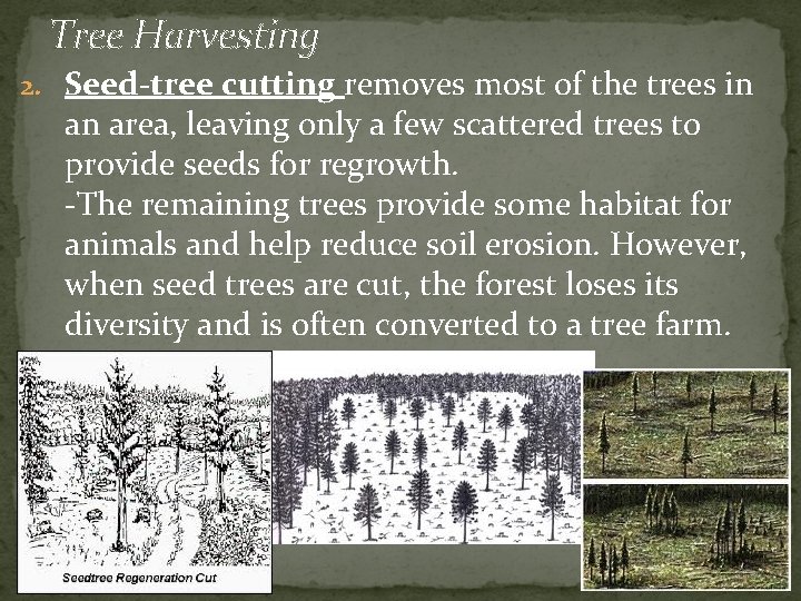 Tree Harvesting 2. Seed-tree cutting removes most of the trees in an area, leaving