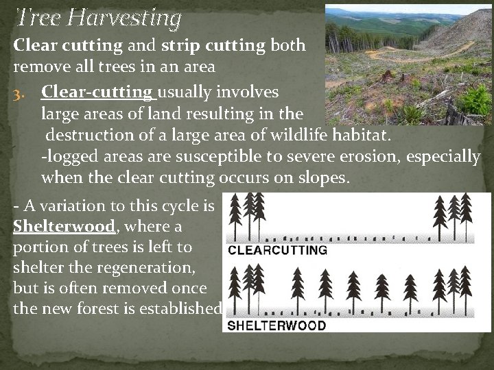 Tree Harvesting Clear cutting and strip cutting both remove all trees in an area