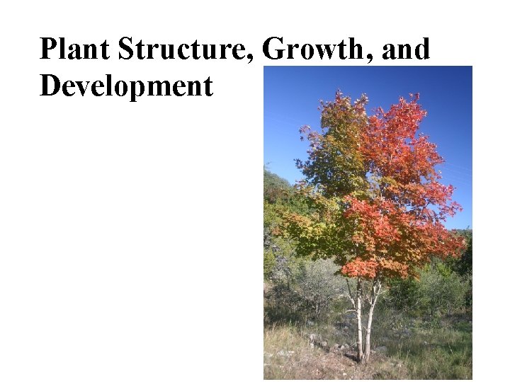 Plant Structure, Growth, and Development 