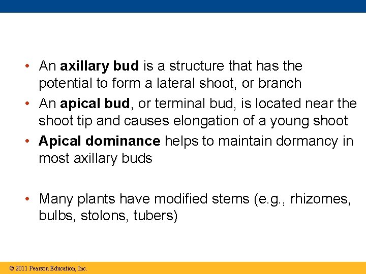  • An axillary bud is a structure that has the potential to form