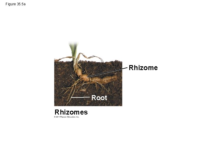 Figure 35. 5 a Rhizome Root Rhizomes 