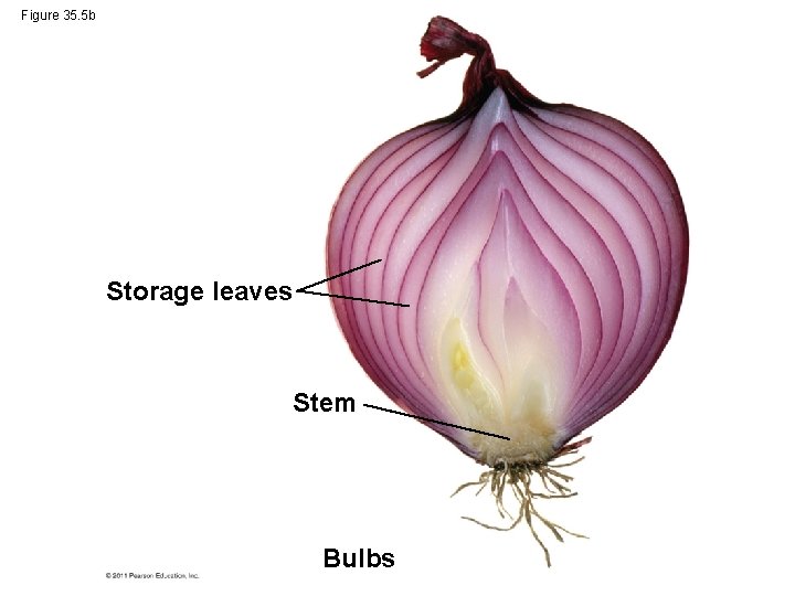 Figure 35. 5 b Storage leaves Stem Bulbs 