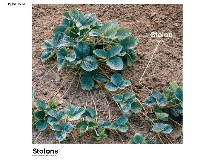 Figure 35. 5 c Stolons 