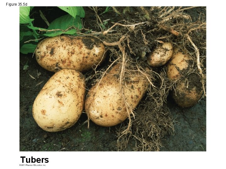 Figure 35. 5 d Tubers 