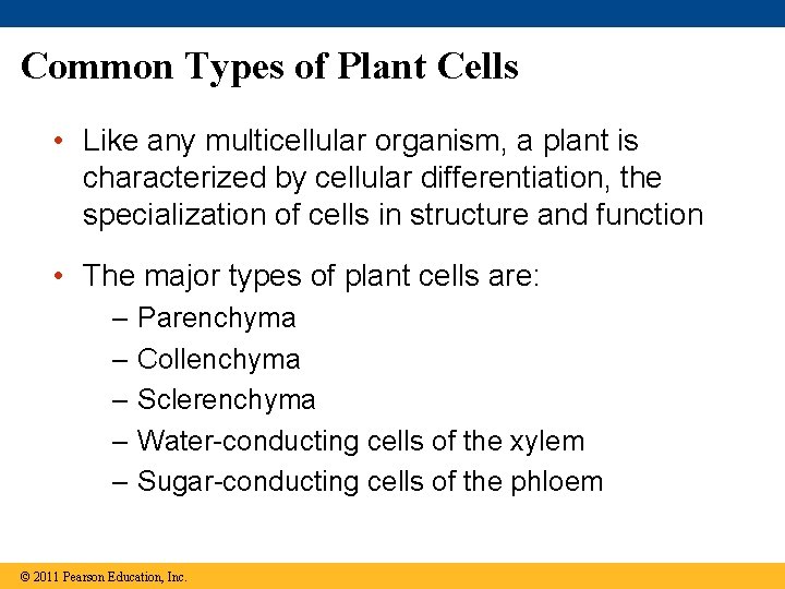 Common Types of Plant Cells • Like any multicellular organism, a plant is characterized