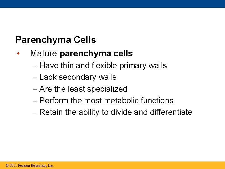 Parenchyma Cells • Mature parenchyma cells – – – Have thin and flexible primary
