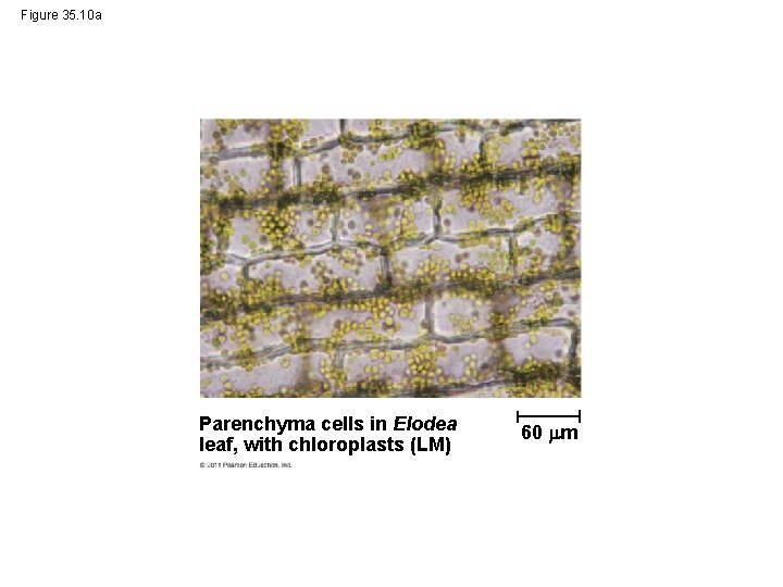 Figure 35. 10 a Parenchyma cells in Elodea leaf, with chloroplasts (LM) 60 m