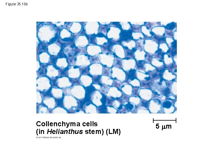 Figure 35. 10 b Collenchyma cells (in Helianthus stem) (LM) 5 m 