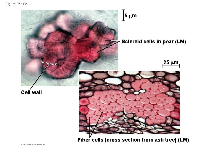 Figure 35. 10 c 5 m Sclereid cells in pear (LM) 25 m Cell