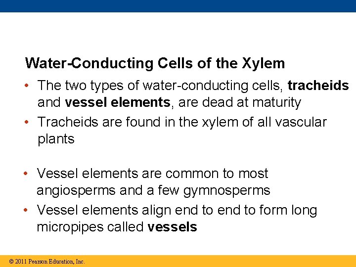 Water-Conducting Cells of the Xylem • The two types of water-conducting cells, tracheids and