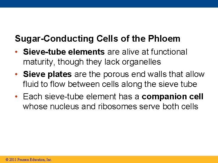Sugar-Conducting Cells of the Phloem • Sieve-tube elements are alive at functional maturity, though