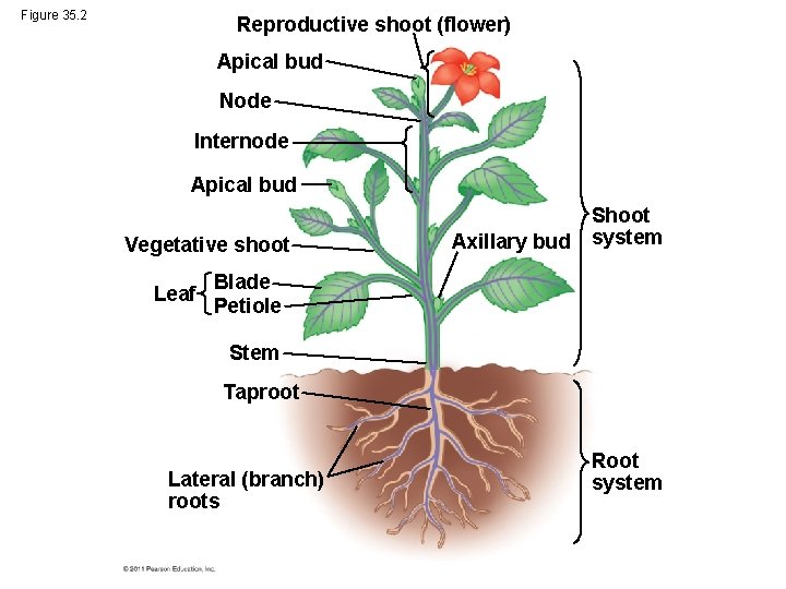 Figure 35. 2 Reproductive shoot (flower) Apical bud Node Internode Apical bud Vegetative shoot