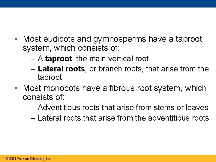  • Most eudicots and gymnosperms have a taproot system, which consists of: –